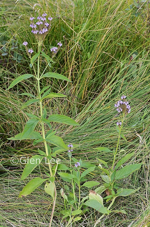 Verbena hastata photos Saskatchewan Wildflowers